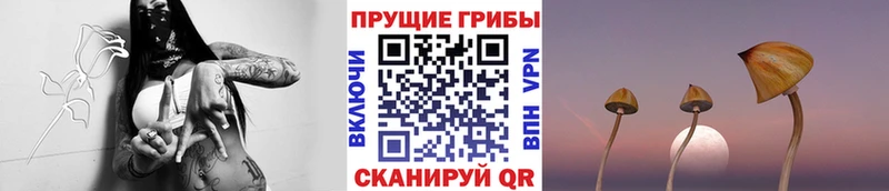 Купить закладки  Дятьково  Галлюциногенные грибы Cubensis 
